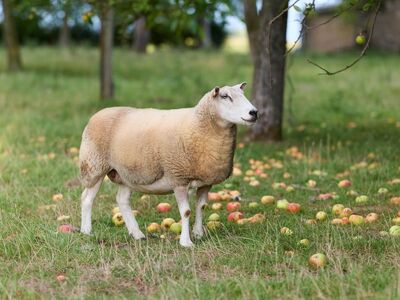 sheep, orchard, apples, farming, rural, animal, nature, green, grass, wool, agricultural, outdoor, meadow, fruit, domesticated, farm, environment, harvest, pastoral, food