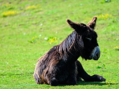 donkey, animal, field, rest, meadow, grass, animal sitting, nature, countryside, day, sun, sitting, peaceful, wildlife, brown fur, spring, long shot, outdoors, solitary, hoofed animal