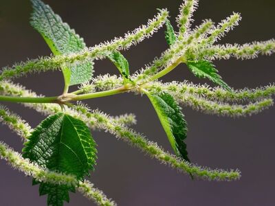 plant, leaves, green, branches, flowers, botany, nature, macro, texture, details, background, lush, natural, herb, formations, bokeh, bright, garden