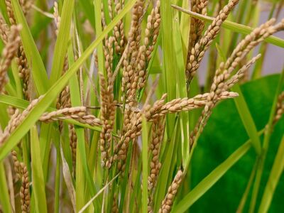 rice, crop, agriculture, wheat fields, plantation, grain, farmland, nature, field, green leaves, ecosystem, food, culture, agricultural, seed, harvest, farming, cultivation, cereal, green color