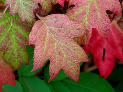 hydrangea, autumn, leaves, color changes, ornamental shrub, flora, leaf details, leaf texture, natural scenery, gardening, oakleaf hydrangea, leaf veins, nature photography, green leaves, landscape design, autumn leaves, ornamental gardens, photography, macrophotography, smoothness