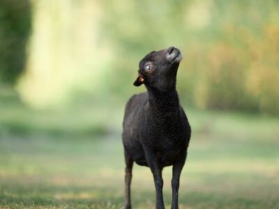 ouessant sheep, sheep, field, curious, nature, meadow, grass, cute, farm, outdoors, dark, rural, agriculture, wool, animal, head, portrait, black, countryside, green, head lifting