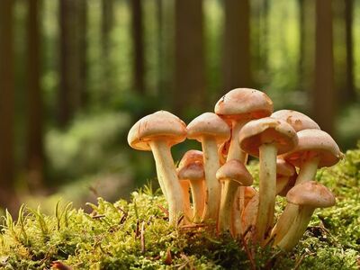 mushrooms, forest, moss, forest floor, autumn, nature, fresh, green, peaceful, ecology, microcosm, natural world, mushrooms growing, close-up, sereneness, fresh air, ecosystem, climate change, seasonal change, forest ecosystem
