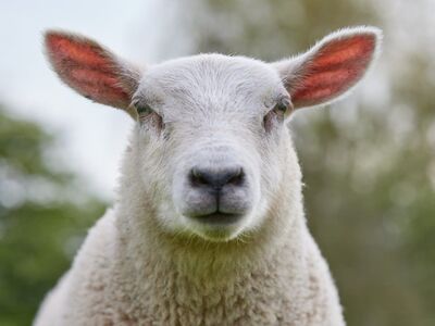 lamb, curious expression, sheep, agriculture, livestock, portrait, countryside, nature, white, wool, spring, outdoors, natural, young, mammals, animal, cute, headband, outdoor, fluffy, green
