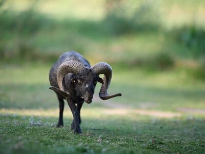 ram, ouessant, sheep, nature, wildlife, animal, mammal, male, outdoors, field, grass, agriculture, farmer, farm, horn, black, portrait, walking, grazing, majestic