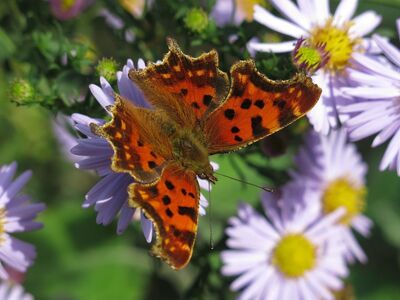 butterfly, nature, wings, close-up, entomology, herb, bloom, garden, autumn, phenology, head, fauna, admiral, butterfly wings, living, outdoors, purple, sunshine, honey plant