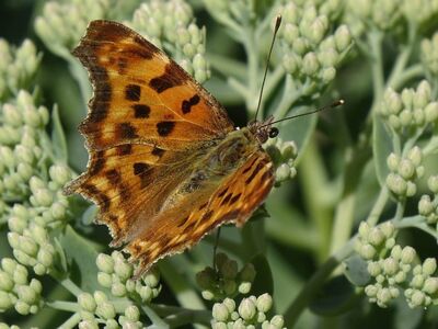 butterfly, nature, wings, insect, macro photography, comma butterfly, plant, garden, flowering plant, detail, sepia color, animal, entomology, fauna, ecology, noble butterfly, sedum, stem, black spots