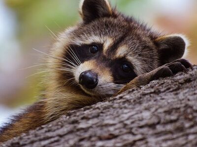 raccoon, wildlife, animal, mammal, animal in nature, tree, tree trunk, animal portrait, cute, evening light, nature, gaze, striking, horizontal, close-up, autumn, magical, gentle, wild, curiosity, dense forest
