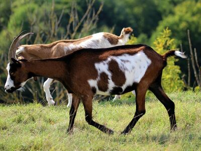 goat, nature, mammal, horns, livestock, pasture, grass, field, outdoors, summer, billy goat, mountains, wild, green, grazing, venison, animals, habitat, animal behavior, animal welfare