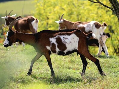 goat, nature, animal, mammal, horns, herd, grass, countryside, outdoors, summer, agriculture, pasture, livestock, popular, tranquility, tree, woody, utility animal, wild, photography