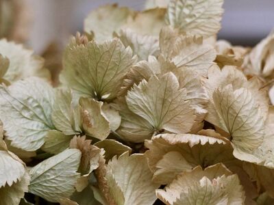 hydrangea, withered leaves, natural textures, dried leaves, autumn, botany, natural colors, leaf texture, shades of brown, delicate leaves, decoration, dry decoration, natural art, herbarium, light, muted colors, organic, outdoor photography, soft colors, harmony