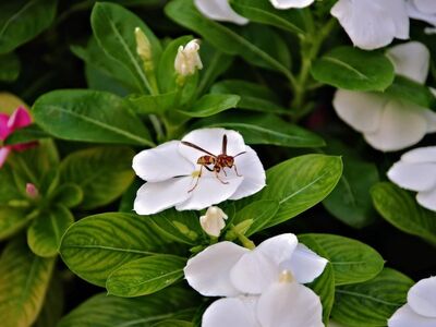 bee, insect, nature, pollination, flower, garden, leaf, white, green, leafy, summer, detail, macro photography, wings, living nature, beauty, harmony, garden plant, nature conservation, beekeeping, ecosystem