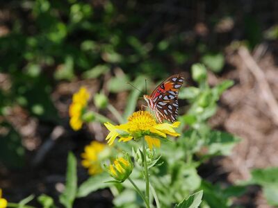 butterfly, nature, insect, flower, pollination, wings, yellow color, natural surroundings, macro photography, garden, wilderness, summer season, foraging, fragility, symbiosis, ecosystem, beauty, flight, life cycle, green plant