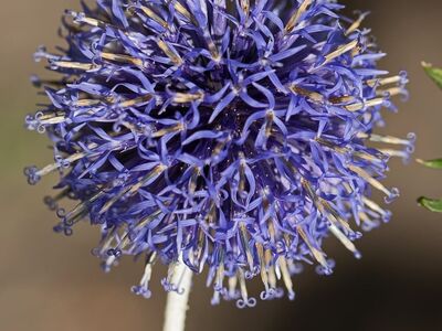 globe thistle, flower, gardening, nature, echinops, blue, purple, macro photography, blooming, garden plant, prickly, landscaping, outdoor, plant species, detailed, botanical, nature lover, colorful, flower heads