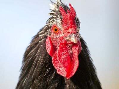 rooster, black feathers, red comb, close-up, animal, farm, bird, wattle, nature, poultry, agriculture, breeding, comb, beak, crest, public, pet, home, rural, independent