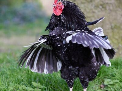 rooster, young rooster, black, white, black and white, grass, green, nature, poultry, feathers, wings, farm, outdoors, brown comb, livestock, chick, wild bird, yard, farmhouse
