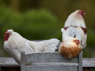 rooster, hen, bird, rustic, farm, agriculture, feather, domesticated, outdoors, furniture, nature, wooden, chair, brown, livestock, backyard, chick, organic, dirty
