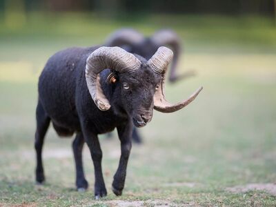 sheep, ram, horns, black fleece, pasture, rural, breeding, agriculture, ouessant sheep, animal, nature, male, natural environment, black, outdoors, majestic, photography, lifestyle, livestock, ouessant, ecology