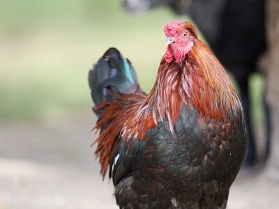 rooster, ram, chicken, nature, farm, feathered, countryside, agriculture, colorful, standing, animal, bird, outdoors, friendly, posing, male, contrast, rural, wildlife