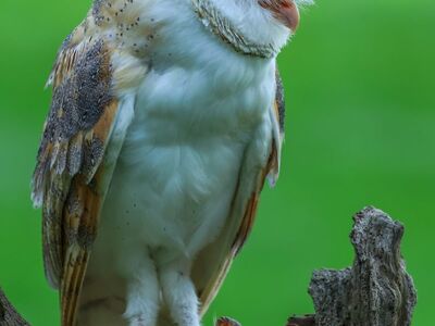 owl, nature, bird, predator, barn owl, tree, branch, autumn, rain, green, animal, wild, feathers, sitting, detail, wilderness, environment, natural, close-up