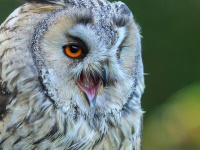 owl, nature, animal, bird of prey, feather, prey, forest, yellow eyes, bird sound, wing, ornithology, camouflage, wild, aviform, hunter, nest, bird, beak, heavenly, light