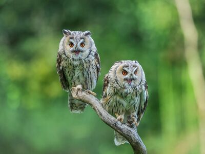 owls, nature, birds, eyes, branch, wilderness, camouflage, feathers, daylight, closeup, predator, grey, orange, green background, animals, natural habitat, hunting, beautiful, stubble
