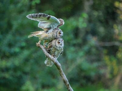 owls, dark, nature, branch, eyes, raptor, bird eyes, owl, green, wings, predation, wilderness, flyer, night bird, bark, birdlife, breeding, natural environment, bird habitat, bird ecology
