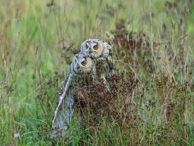 owls, birds, grass, wilderness, eyes, nature, green, natural habitat, yellow eyes, camouflage, fascinating, photography, nest, wildlife, observations
