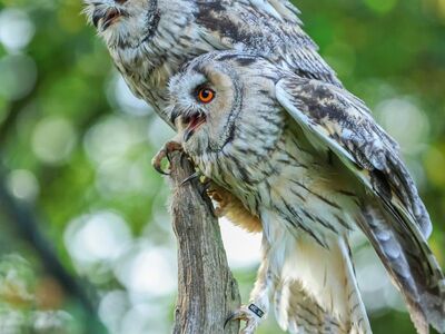 owl, nature, bird species, owl eyes, branch, animal portrait, perch, camouflage, vintage, raptor, feathers, daytime, zoo, jump, tree, wildlife, outdoor, forest, deep forest, roost, resilience