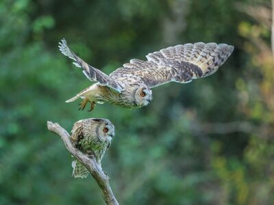 owl, forest, tree, speckled, branches, natural, long-eared owl, flight, green, feather, wildlife, animals, owls, nature, wild, ornithology, hunter, prey, motion, animal kingdom, morning