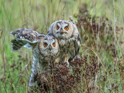 owls, wild nature, autumn, grass, camouflage, details, birds of prey, eyes, nature, two, bird, brown, orange eyes, sitting, animal, concealment, safari, ecology, hunting