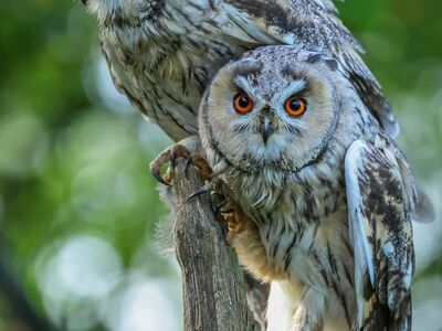 owls, forest environment, wildlife, birds, nature, on a branch, pair, dawn, eye, embodiment of wisdom, nocturnal animals, sharp gaze, round pupils, natural beauty, serene setting, nesting, camouflage, natural habitat, biology, awe, avian life
