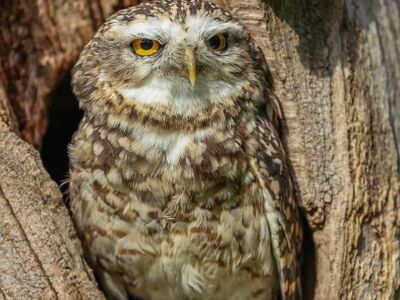 owl, nature, tree, nest, feathers, bird, bird of prey, wilderness, natural habitat, daylight, yellow eyes, tree trunk, camouflage, blending, close-up, animal, natural environment, spring nature