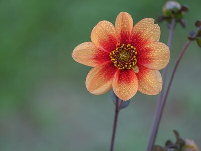 flower, dew drops, natural, macro photography, flower background, nature, orange, gardening, fresh flower, rain droplets, colorful, garden, detail, yellow, botany, outdoor, pastel colors, flower wallpaper, natural beauty, spring, texture, beautiful flowers, soft lighting