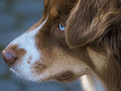 dog, blue eyes, profile, mossy fence, side view, staring gaze, furry, tortoiseshell, sidewalk, outdoor, park, pet, fluffy, tricolor, natural, puppy, walking, calm, domestic animal, passerby