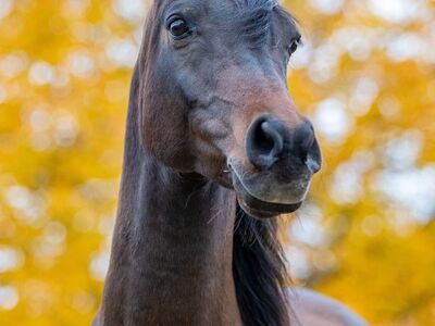 horse, arabian horse, autumn, autumn colors, foliage, portrait, mammal, nature, animal, autumn season, brown horse, detailed portrait, living animals, outdoor, happy horse, autumn nature, warm colors, wildlife, aesthetics, rural