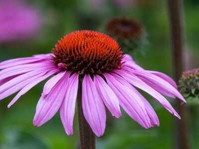 echinacea, flower, pink, flower background, garden, summer, nature, macro, medicine, detail, purple, petal, flower wallpaper, stigma, floral center, texture, medicinal plants, beautiful flowers, horticulture, bumblebee, herb, outdoor, tanning