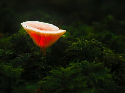 mushroom, glowing mushroom, nature, forest, fantasy, fungi, mystical, light, moss, lamp, fall, multiverse, mycology, glow, fairy tale, calm, captivating, enchanting, darkness, lampshade, mysterious