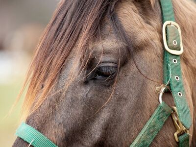 horse, animal, mammal, horse head, bridle, horse hair, horse detail, green harness, close-up, pasture, outdoor, landscape, nature, countryside, pet, agriculture, horse harness, horse eye