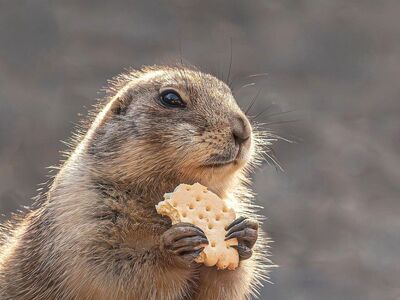 prairie dog, cool backgrounds, windows wallpaper, rodent, wallpaper 4k, free wallpaper, animal, beautiful wallpaper, full hd wallpaper, nature wallpaper, beautiful nature, hd wallpaper, wildlife, eating, mac wallpaper, nature background, desktop backgrounds, biscuit, holding food, laptop wallpaper, free background, cute animal, ground squirrel, close up, portrait, fur, wallpaper hd, 4k wallpaper 1920x1080, whiskers, paws, funny animal, hungry, 4k wallpaper, nature, background, wallpaper