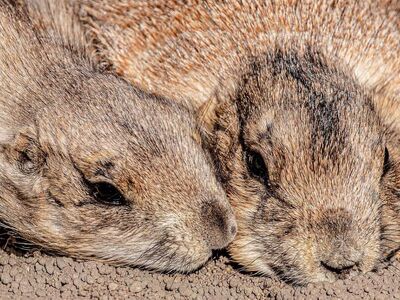 prairie dog, rodent, animals, pair, cute, close-up, fluffy, fur, nature, wild animal, ground, sleeping, resting, cuddle, snout, hd wallpaper, whiskers, wallpaper, background