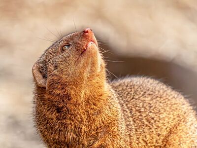 mongoose, dwarf mongoose, 4k wallpaper, laptop wallpaper, slender, herpestidae, full hd wallpaper, small mammal, desktop backgrounds, wild, animal, beautiful wallpaper, hd wallpaper, predator, carnivore, windows wallpaper, brown fur, close up, wallpaper hd, mac wallpaper, looking up, alert, profile, whiskers, wallpaper 4k, cool backgrounds, 4k wallpaper 1920x1080, free background, cute, sunlit, outdoor, nature, free wallpaper, background