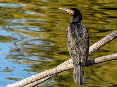 cormorant, great cormorant, 4k wallpaper 1920x1080, seabird, wallpaper hd, laptop wallpaper, full hd wallpaper, water, windows wallpaper, desktop backgrounds, feathers, black bird, beautiful wallpaper, perching, tree branch, free background, hd wallpaper, wallpaper 4k, river, beautiful nature, reflections, nature background, wildlife, bird, 4k wallpaper, nature, nature wallpaper, background, wallpaper, ornithology, natural light, free wallpaper, mac wallpaper, cool backgrounds, golden, water bird, zoology