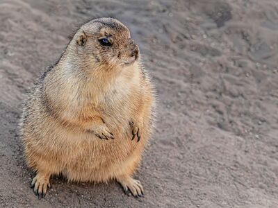 prairie dog, animal, laptop wallpaper, rodent, mammal, wildlife, cute, hd wallpaper, standing, watching, surroundings, brown, 4k wallpaper, mac wallpaper, windows wallpaper, furry, outdoor, ground, sand, free wallpaper, nature wallpaper, alert, nature, beautiful wallpaper, ground squirrel, wallpaper hd, full hd wallpaper, desktop backgrounds, 4k wallpaper 1920x1080, free background, background, beautiful nature, wallpaper, cool backgrounds, nature background, wallpaper 4k, soil, watch