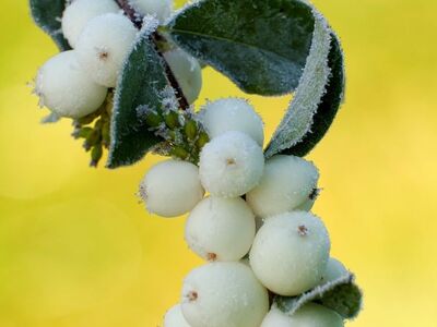 snowberry bush, macro, fruit, green, whitish, foliage, nature's beauty, green background, summer, ripe, botany, texture, details, plant, countryside, sharpness, fall, rural scenery, fresh