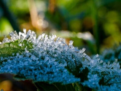 frost, green grass, ice crystals, autumn, morning, october, nature, fresh air, winter morning, dusk