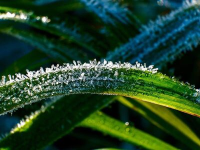 frost, grass, green, morning sun, autumn, morning, nature, october, ice crystals, moisture, cool, sunny, outdoors, details, fresh air, dew drops, glossy, relaxing, cold air