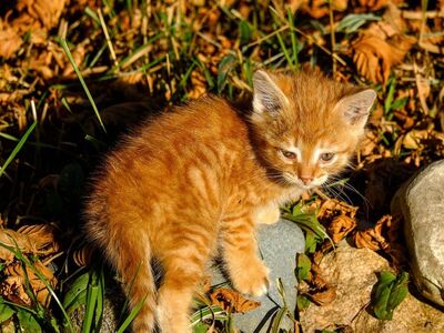 kitten, ginger, autumn, leaves, cute, animal, cat, natural, outdoors, light, fur, sun, baby, grass, stone, insectivorous, young, wild, exploration, ecology