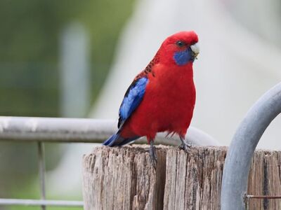 parrot, nature, red, wildlife, bird perched, blue, feathers, australian, birdwatching, crimson parrot, grey wood, bird beak, brown fence, fresh air, summer colors, ecology, crimson rosella, rosella