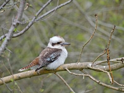 bird, kookaburra, wildlife, nature, animal, feathers, perched, avian, beak, australian, birdwatching, branch, tree, native, birdsong, on a branch, wild bird, frontal view